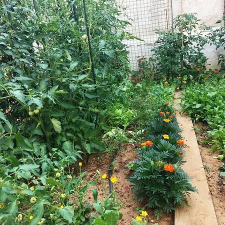 Friendly People's 3*