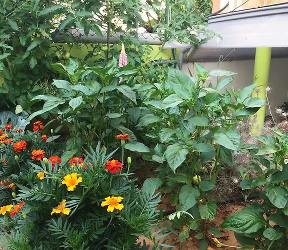 ゲストハウス Friendly People's 3*